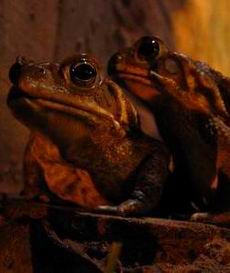 Una noche m&aacute;s con las ranas...