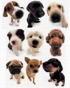 La casa de los mil perritos...